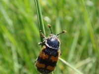 Nicrophorus sp