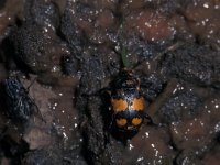 Nicrophorus vespilloides 1, Gewone doodgraver, Saxifraga-Frits Bink