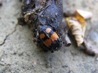 Nicrophorus vespilloides 3, Gewone doodgraver, Saxifraga-Al Vrezec