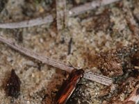 Notiophilus substriatus 1, Oeverspiegelloopkever, Saxifraga-Rutger Barendse