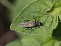 Oedemera lurida