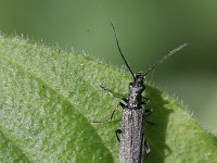 Oedemera lurida 2, Saxifraga-Rutger Barendse