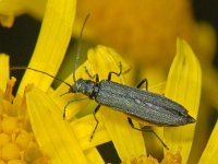 Oedemera lurida cf virecens #08134 : Oedemera lurida cf virecens