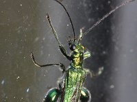 Oedemera nobilis