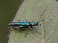 Oedemera nobilis 2, Fraaie schijnboktor, Saxifraga-Peter Meininger