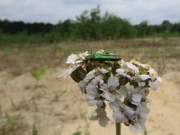 Oedemera nobilis 3, Fraaie schijnboktor, Saxifraga-Mark Zekhuis