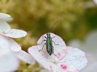 Oedemera nobilis 4, Fraaie schijnbok, Saxifraga-Tom Heijnen