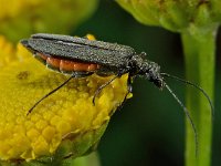 Oedemera sp 1, Saxifraga-Ab H Baas