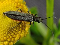 Oedemera sp 3, Saxifraga-Ab H Baas