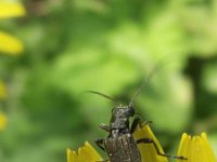 Oedemera virescens 1, Groene schijnboktor, Saxifraga-Frank Dorsman  Oedemera virescens, Groene schijnboktorBredevoort 250411