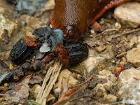 Oiceoptoma thoracica, Red-breasted Carrion Beetle