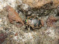 Omophron limbatum 1, Kogelloper, Saxifraga-Rutger Barendse