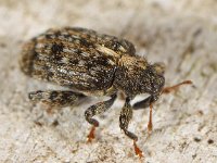 Orchestes pilosus 1, Saxifraga-Ab H Baas