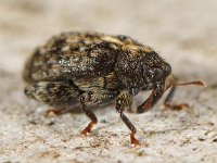 Orchestes pilosus 2, Saxifraga-Ab H Baas