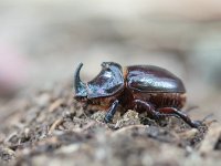 Oryctes nasicornis 19, Neushoornkever, male, Saxifraga-Mark Zekhuis