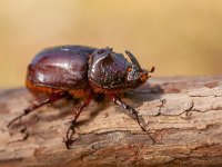 Giant Rhinoceros Beetle  European Rhinoceros Beetle (Oryctes nasicornis) in Natural Habitat : Bug, animal, antenna, background, beauty, beetle, beetles, biology, black, bokeh, bright, brown, close, close-up, coleoptera, collection, color, creature, dark, europe, european, fauna, goliath, green, hair, horn, insect, invertebrate, italy, living, macro, monster, moss, nasicornis, nature, oryctes, outdoor, power, rhinoceros, scarab, scary, shiny, single, spooky, summer, up, wild, wildlife