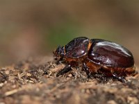 Oryctes nasicornis 26, Neushoornkever, female, Saxifraga-Mark Zekhuis