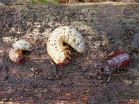 Oryctes nasicornis 5, Neushoornkever, larvae, Saxifraga-Mark Zekhuis