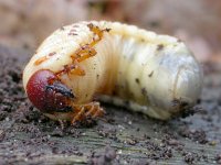 Oryctes nasicornis 6, Neushoornkever, larvae, Saxifraga-Mark Zekhuis