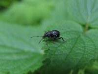 Otiorhynchus gemmatus 1, Saxifraga-Al Vrezec