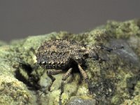 Otiorhynchus sulcatus 1, Gegroefde lapsnuitkever, Saxifraga-Frits Bink