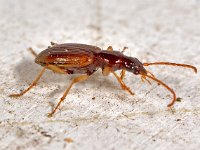 Oxypselaphus obscurus 2, Saxifraga-Ab H Baas