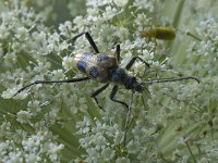 Pachyta quadrimaculata 1, Saxifraga-Willem van Kruijsbergen