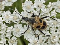 Pachyta quadrimaculata 2, Saxifraga-Ab H Baas