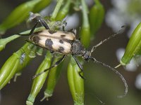 Pachytodes cerambyciformis