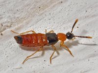 Paederus riparius 1, Gewone oeverkortschildkever, Saxifraga-Ab H Baas