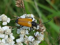 Paracorymbia fulva 1, Zwarttip-smalboktor, Saxifraga-Ben Delbaere