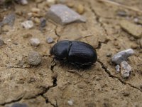 Pentodon punctatus 1, Saxifraga-Al Vrezec