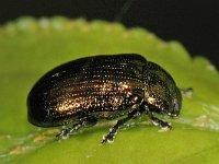 Phratora sp #44328 : Phratora spec