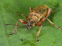 Phyllobius calcaratus 01 D1193  Phyllobius calcaratus Diffelen 8 mei 2013 : Naar Naturalis tzt