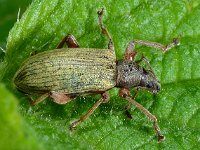 Phyllobius glaucus 1553  Phyllobius glaucus Diffelen op 16 mei 2013 : Naar Naturalis tzt