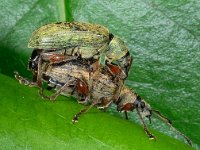 Phyllobius glaucus 3, Grote bladsnuitkever, Saxifraga-Ab H Baas