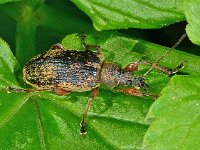 Phyllobius glaucus 4, Grote bladsnuitkever, Saxifraga-Ab H Baas