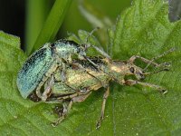 Phyllobius pomaceus #07205 : Phyllobius pomaceus, Green Nettle Weevil, Groene bladsnuitkever, copula