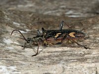 Rhagium bifasciatum 2, Bonte ribbelboktor, Saxifraga-Ab H Baas