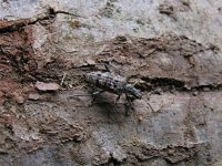 Rhagium inquisitor 1, Grijze ribbelboktor, Saxifraga-Al Vrezec