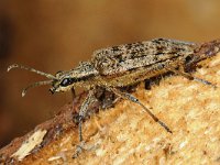 Rhagium inquisitor 01 #47209 : Rhagium inquisitor, Gewone dennenboktor, Ribbed pine borer