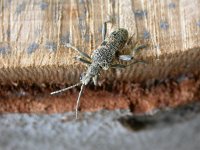 Rhagium mordax 1, Geelzwarte ribbelboktor, Saxifraga-Al Vrezec