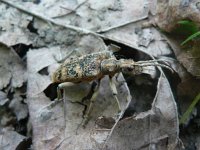 Rhagium sycophanta 1, Grote ribbelboktor, Saxifraga-Jan Willem Jongepier