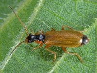 Rhagonycha testacea