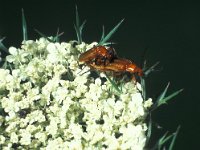 Rhagonycha fulva 1, Rode weekschildkever, Saxifraga-Frits Bink