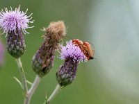 Rhagonycha fulva 21, Rode weekschildkever, Saxifraga-Tom Heijnen