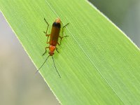 Rhagonycha fulva 22, Rode weekschildkever, Saxifraga-Tom Heijnen