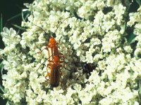 Rhagonycha fulva 5, Rode weekschildkever, Saxifraga-Frits Bink