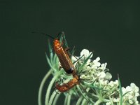 Rhagonycha fulva 6, Rode weekschildkever,  Saxifraga-Frits Bink