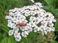 Rhagonycha fulva N0107a : Rhagonycha fulva, Common Red Soldier Beetle, Rode weekschildkever